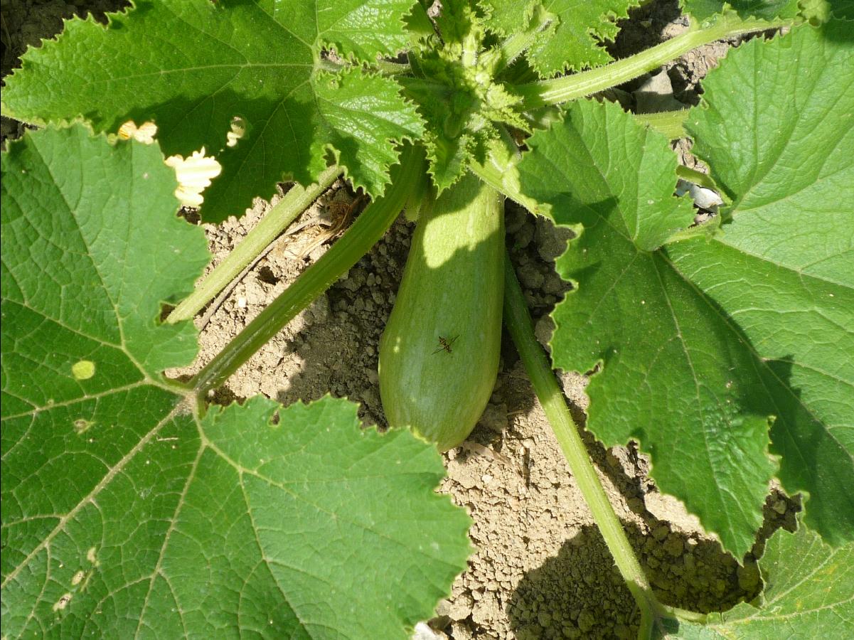 20101205 The Organic Farm23